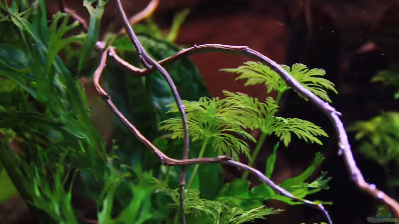 ??ste und Ambulien sowie Javafarn von Florian Bandhauer (15)