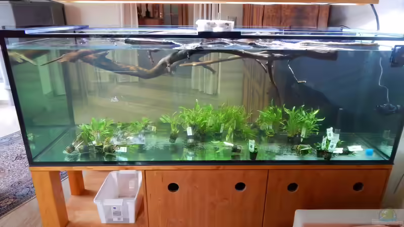 ??ste und Pflanzen lagen ein paar Tage im Wasser bis es los ging von Merotheq (8)