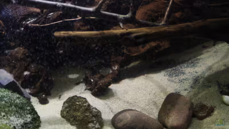 ??ste und Zweige aus Buche von Florian Bandhauer (58)