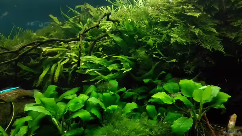 ??ste vom Florida-Hartriegel aus dem Garten drunter Mangroven von Grünhexe (143)