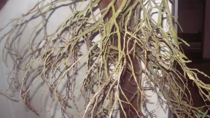 ??ste vom Pflaumenbaum nach einer Woche trocknen von Südamerikafreak BK (54)