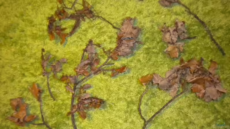 ??ste (Vorbereitung) von Benjamin Hamann (14)