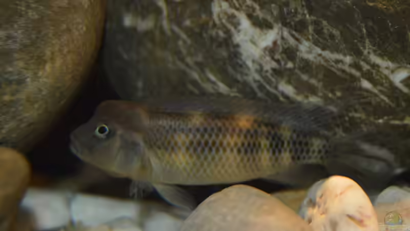 Steatocranus: Besondere Buntbarsche aus Westafrika