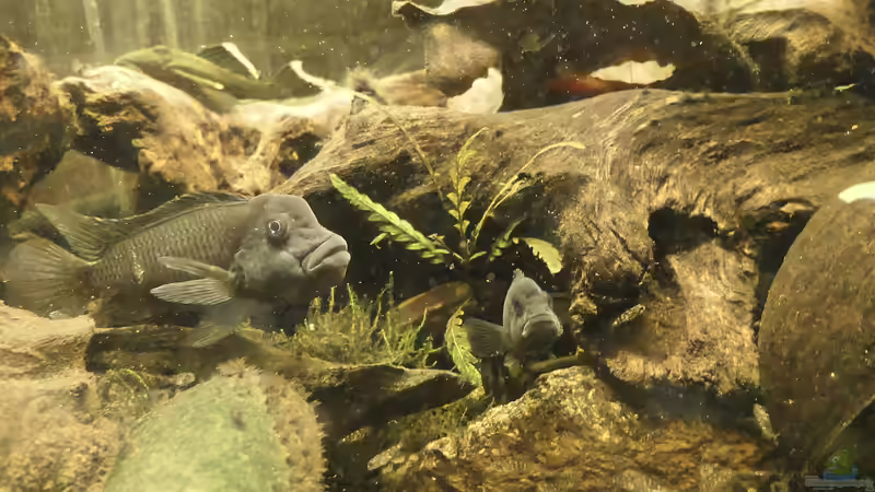 Steatocranus: Besondere Buntbarsche aus Westafrika