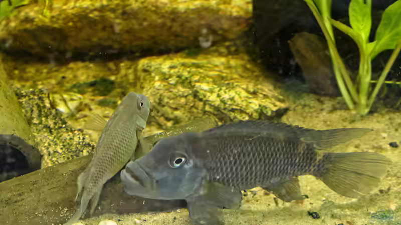 Steatocranus: Besondere Buntbarsche aus Westafrika