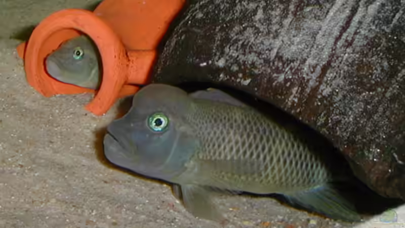 Steatocranus: Besondere Buntbarsche aus Westafrika