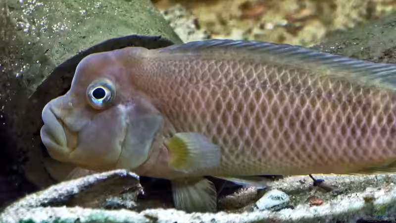 Steatocranus: Besondere Buntbarsche aus Westafrika