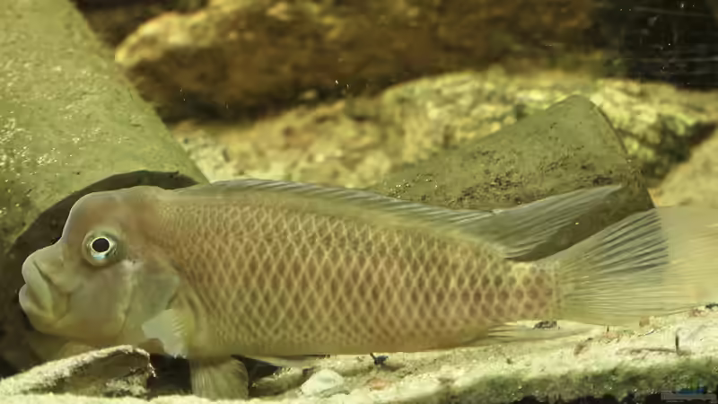 Steatocranus: Besondere Buntbarsche aus Westafrika