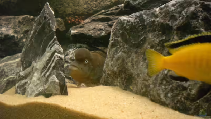 Einrichtungsbeispiele für die Haltung von Buckelkopfcichliden (Steatocranus casuarius) im Aquarium