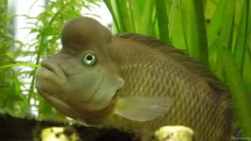 Steatocranus casuarius Männchen ca 2 Jahre von Oliver Krahe (3)