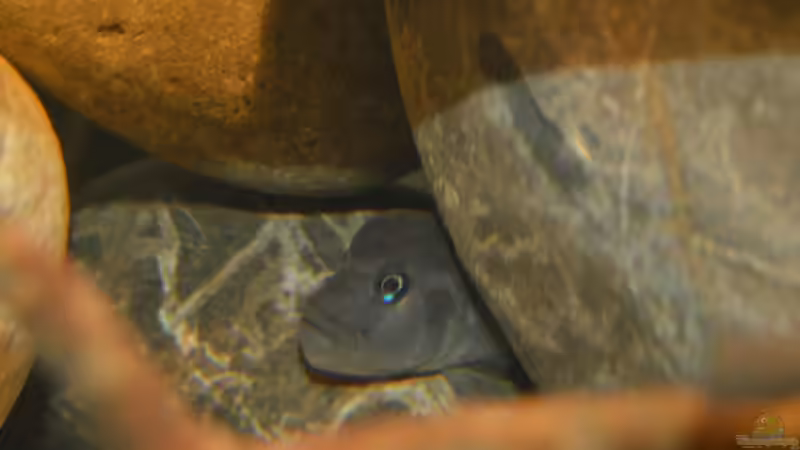 Steatocranus Casuarius male von David Breuers (31)