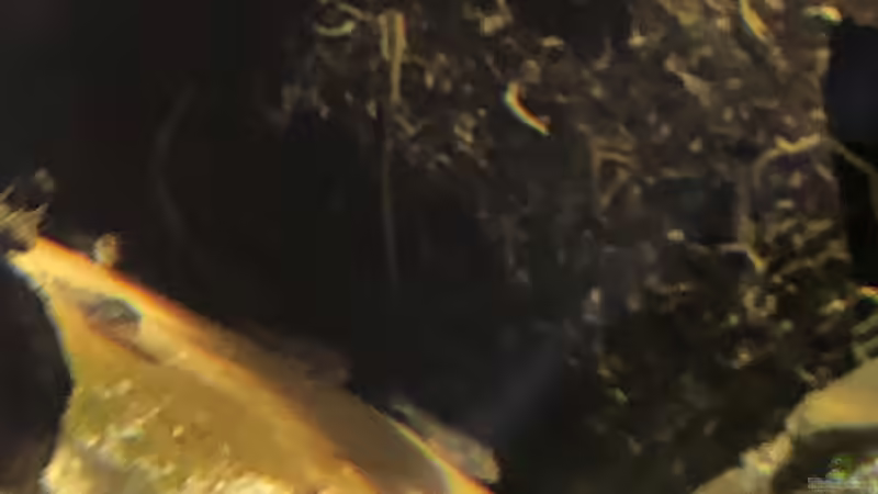 Steatocranus casuarius Nachwuchs ca. 4 Tage alt von schroepse (23)