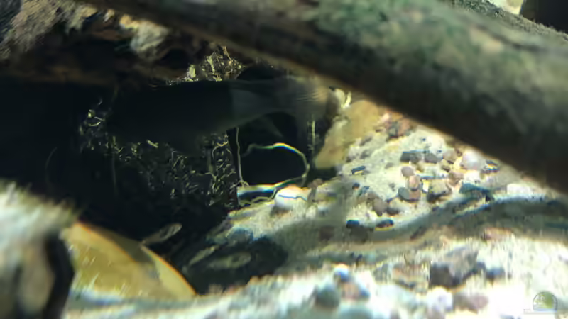 Einrichtungsbeispiele für die Haltung von Buckelkopfcichliden (Steatocranus casuarius) im Aquarium