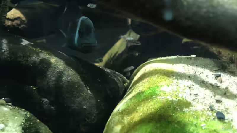 Steatocranus casuarius Nachwuchs entdeckt das Becken mit Ihren Eltern von schroepse (25)