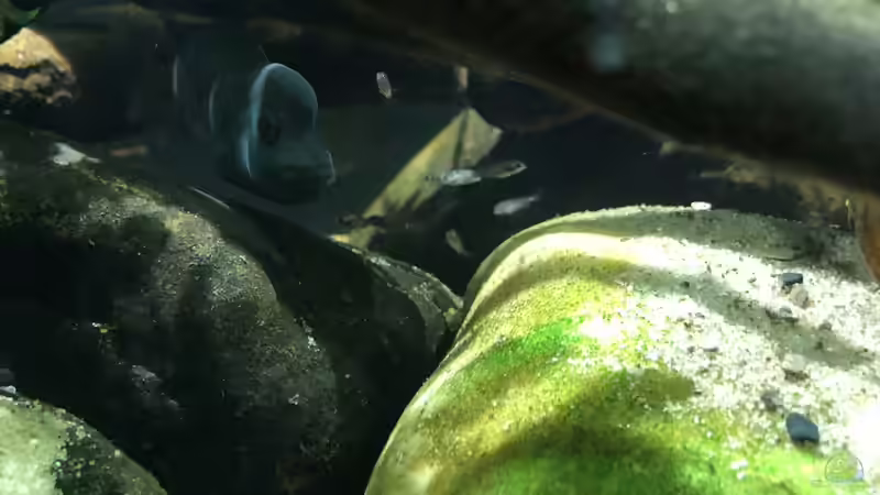 Steatocranus casuarius Nachwuchs entdeckt das Becken mit Ihren Eltern von schroepse (26)