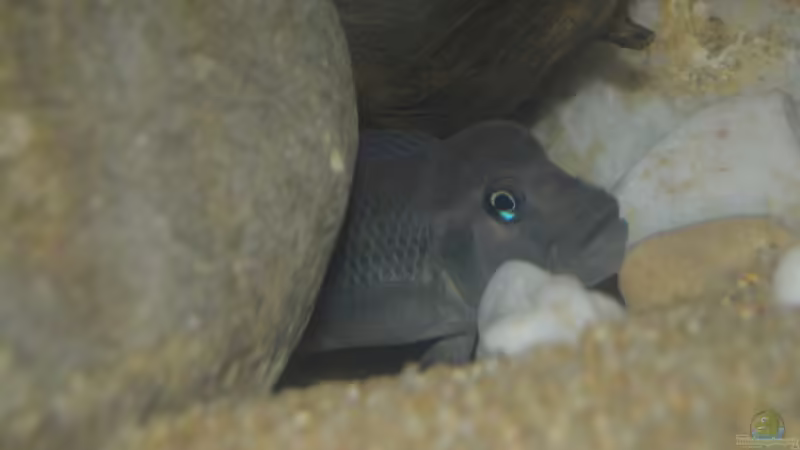 Steatocranus Casuarius von David Breuers (17)