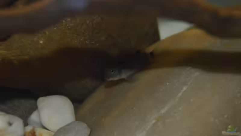 Steatocranus Casuarius von David Breuers (42)