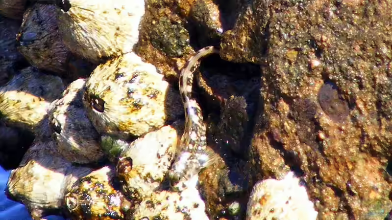 Steckbrief Chromosomen-Felsenhüpfer