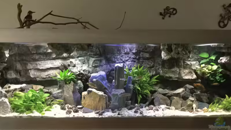 Steffi???s Cichlids Cavern  von Steffi66 (1)