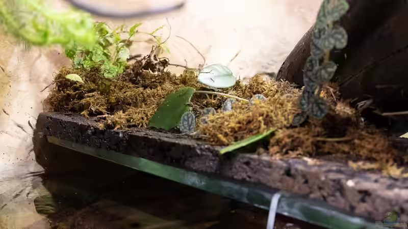 Stegausschnitt - im Hintergrund Eichenblattficus von Schlangenschulz (5)