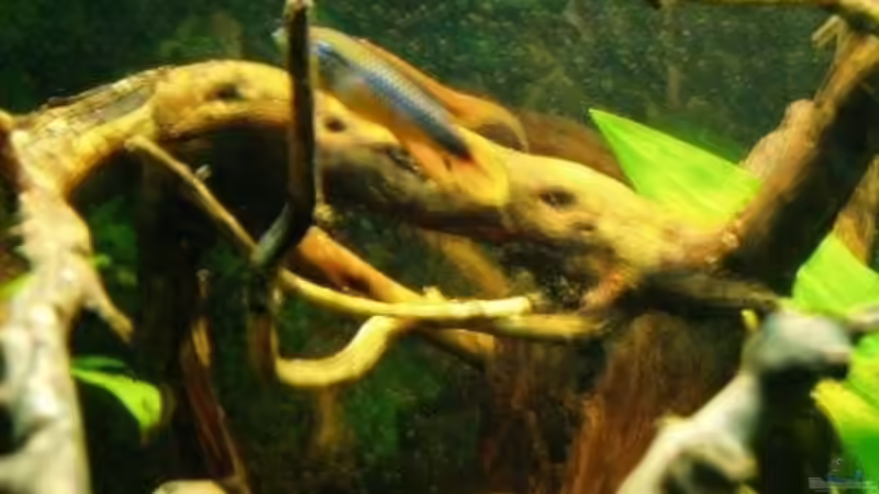 ??stegewirr von MADNESS1.0 (10)