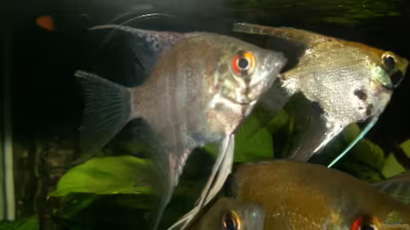 Stehen zur Fütterung stets parat von Monika Riedel (2)