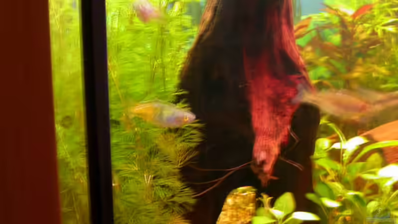 stehende Wurzel links mit zwei Tunnel von Susanne Schmohl (24)