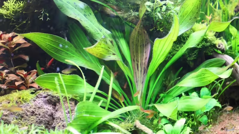 steht irgendwie immer im mittelpunkt ;) von Apistofan (19)