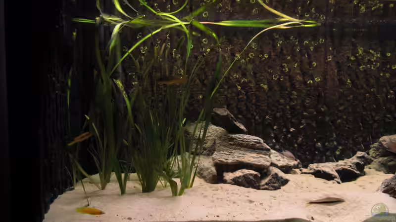 Steht jetzt rechts im Becken! von Haens84 (17)