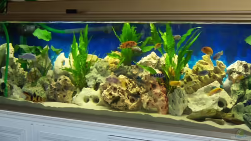 Steiaufbeu Neu von 47 Malawi (11)