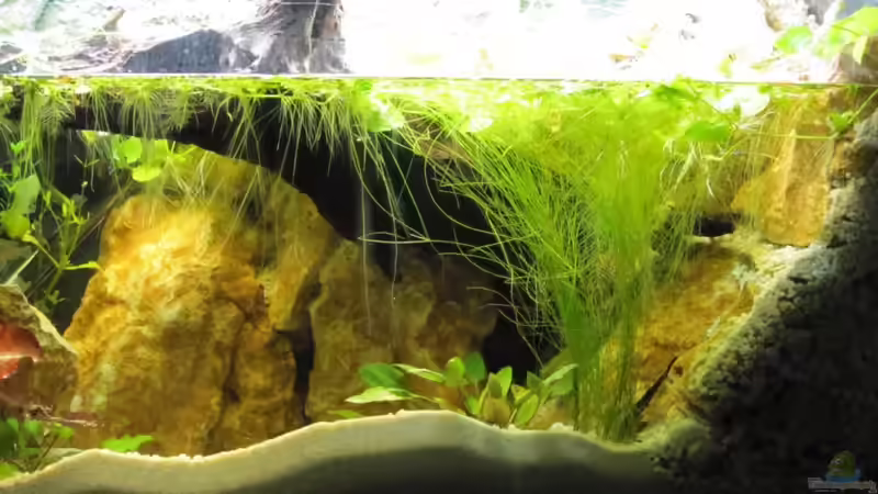 Steilküste von Fischfrau (10)