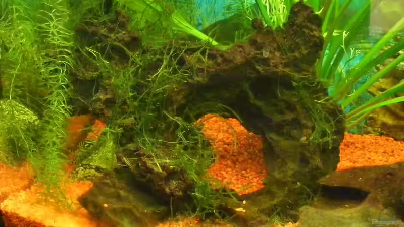 Stein, der mit Moos bewachsen soll von Henry Berndt (4)