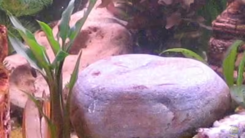 Stein, Hintergr. Stein mit Löchern von Gaspode (12)