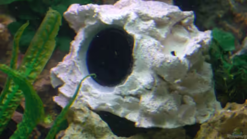 Stein  mit Tunze-Pumpe 12000l von Christof Brixner (23)