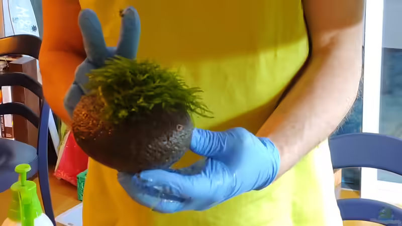 Stein, Moss mit Halter :-)) von PEM (8)