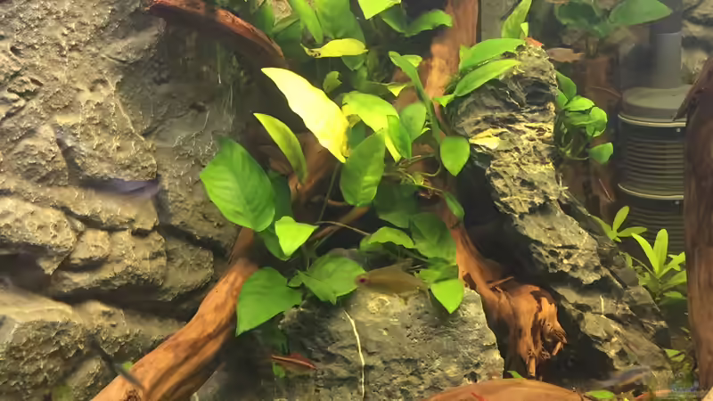 Stein- und Wurzelaufbau von Danny (36)