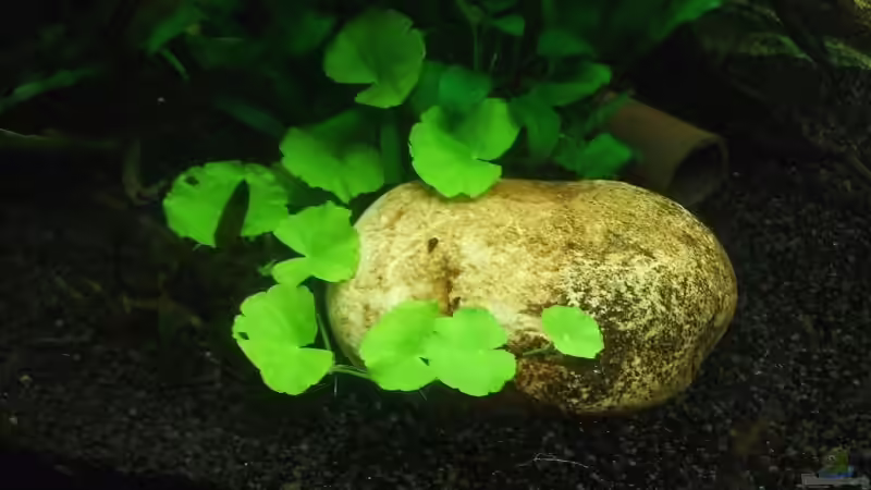 Stein  von Mellie (9)