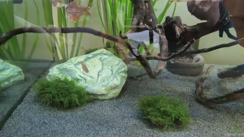 Stein aus den Bergen 19.06.16 von Skalarjoe (14)