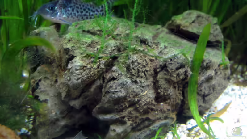 Stein dient als Ruheplatz oder Froschversteck von Stefan Peter (12)