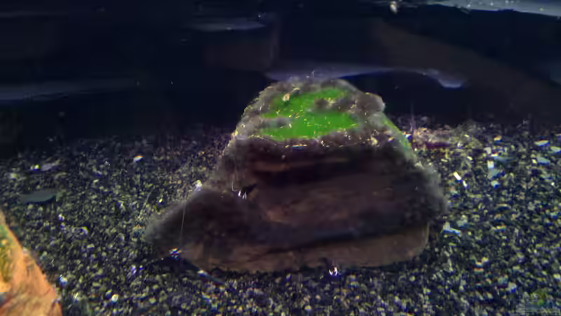 Stein mit ´Algenwiese´ von Exoskelett-Fan (8)