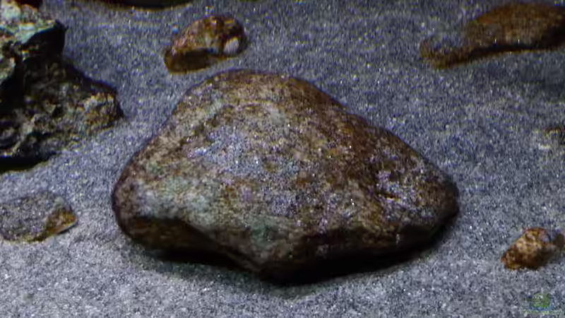 Stein mit Bewuchs 02.11.2014 von DER YBBSTALER (31)