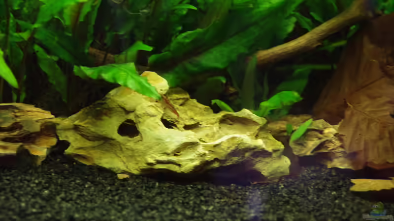 Stein mit Garnele von Herr H. (20)