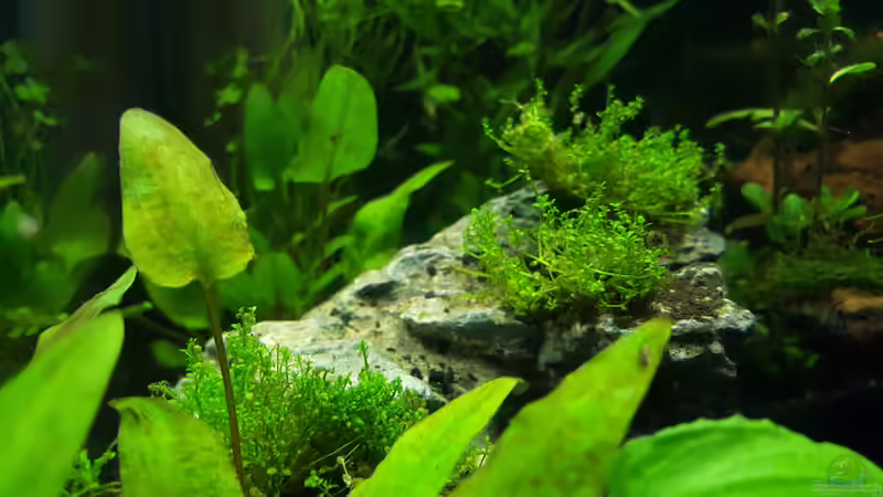 Stein mit Perlkraut Kuba Tag 1 von Murphy1977 (11)