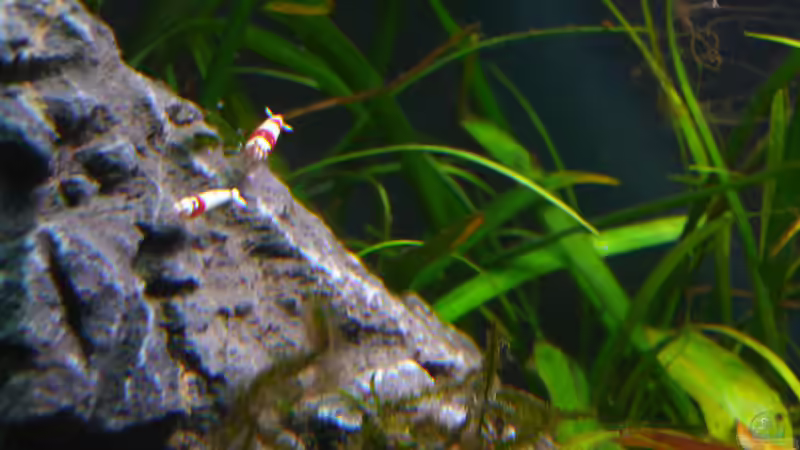 Stein mit RedBee von mike1963 (21)