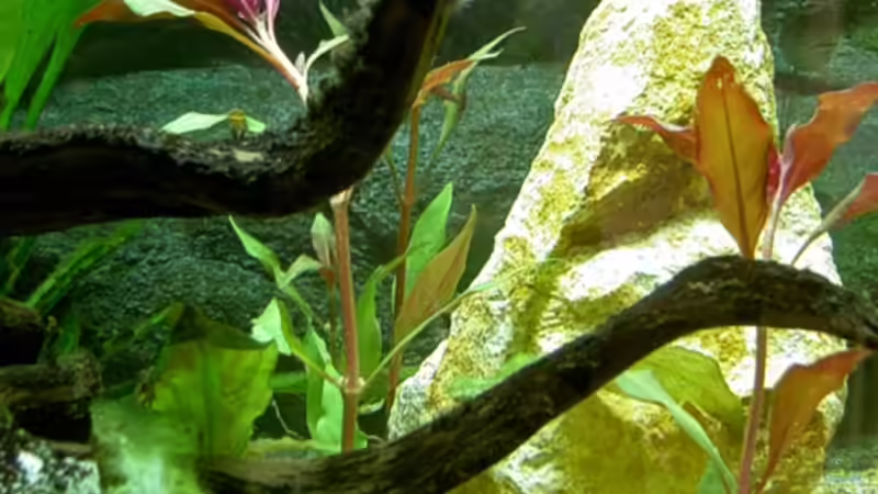 Stein u. Wurzel von Kurt Kastl (7)