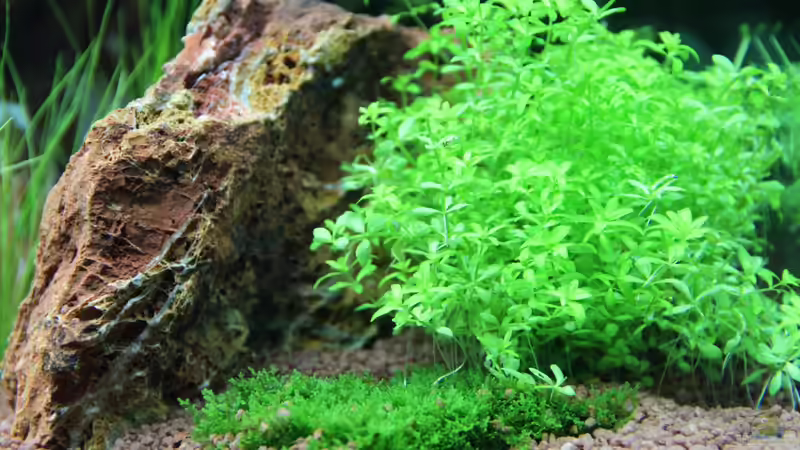 Stein ´Versteinertes Laub´ neben Hemianthus micranthemoicus von Sascha T. (21)