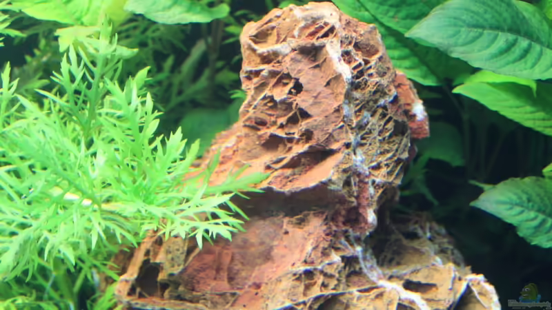 Stein ´Versteinertes Laub´ von Sascha T. (22)