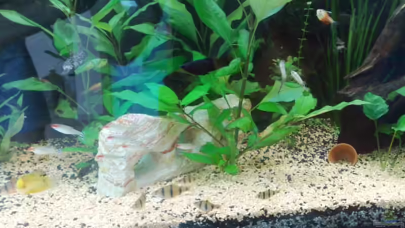 Stein von Andy Klein 86 (12)