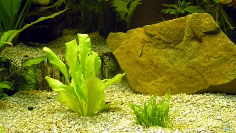 Stein von Fossybear (19)