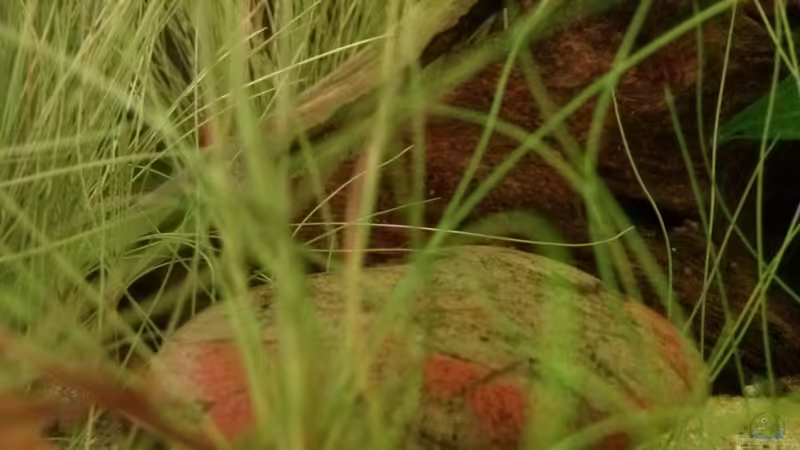 Stein von GuyIncognito (15)